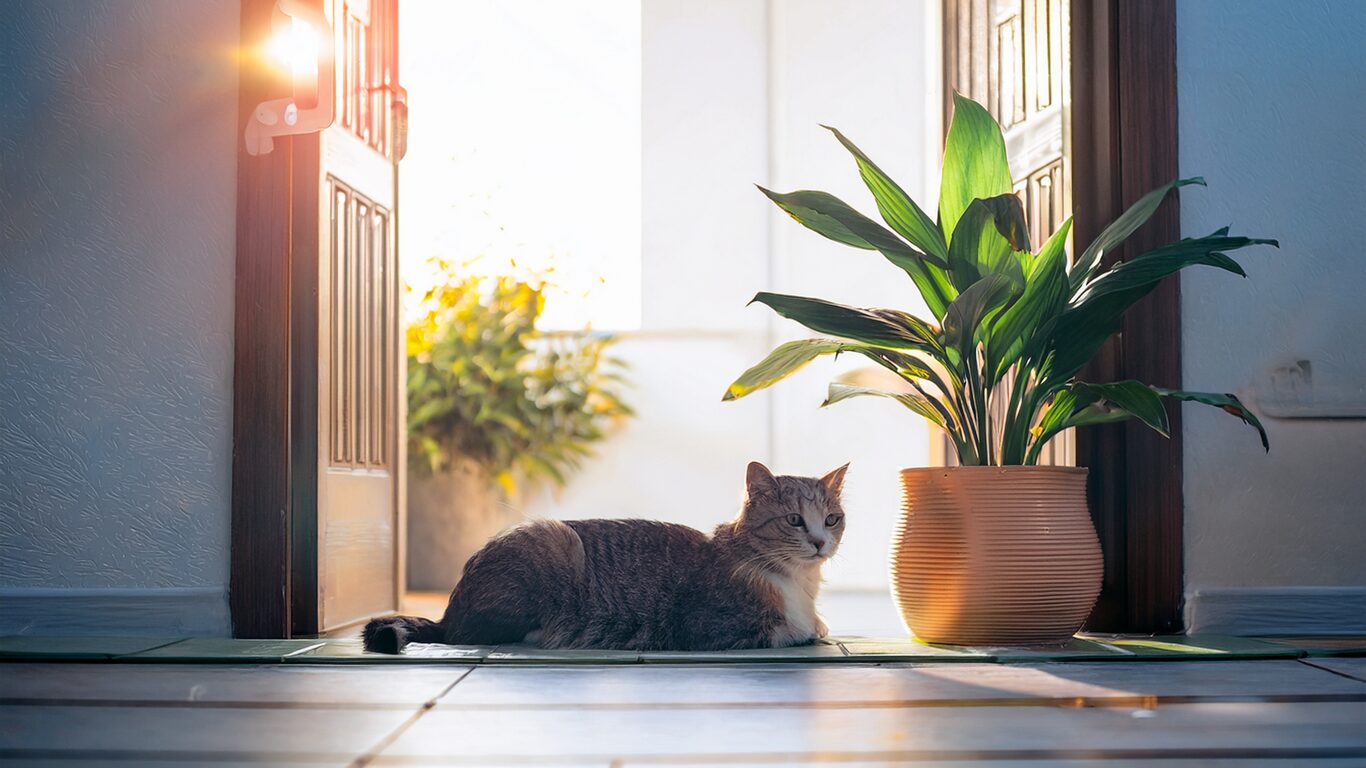 玄関に座る猫と観葉植物。外から光が差し込み、明るく心地よい玄関の風景