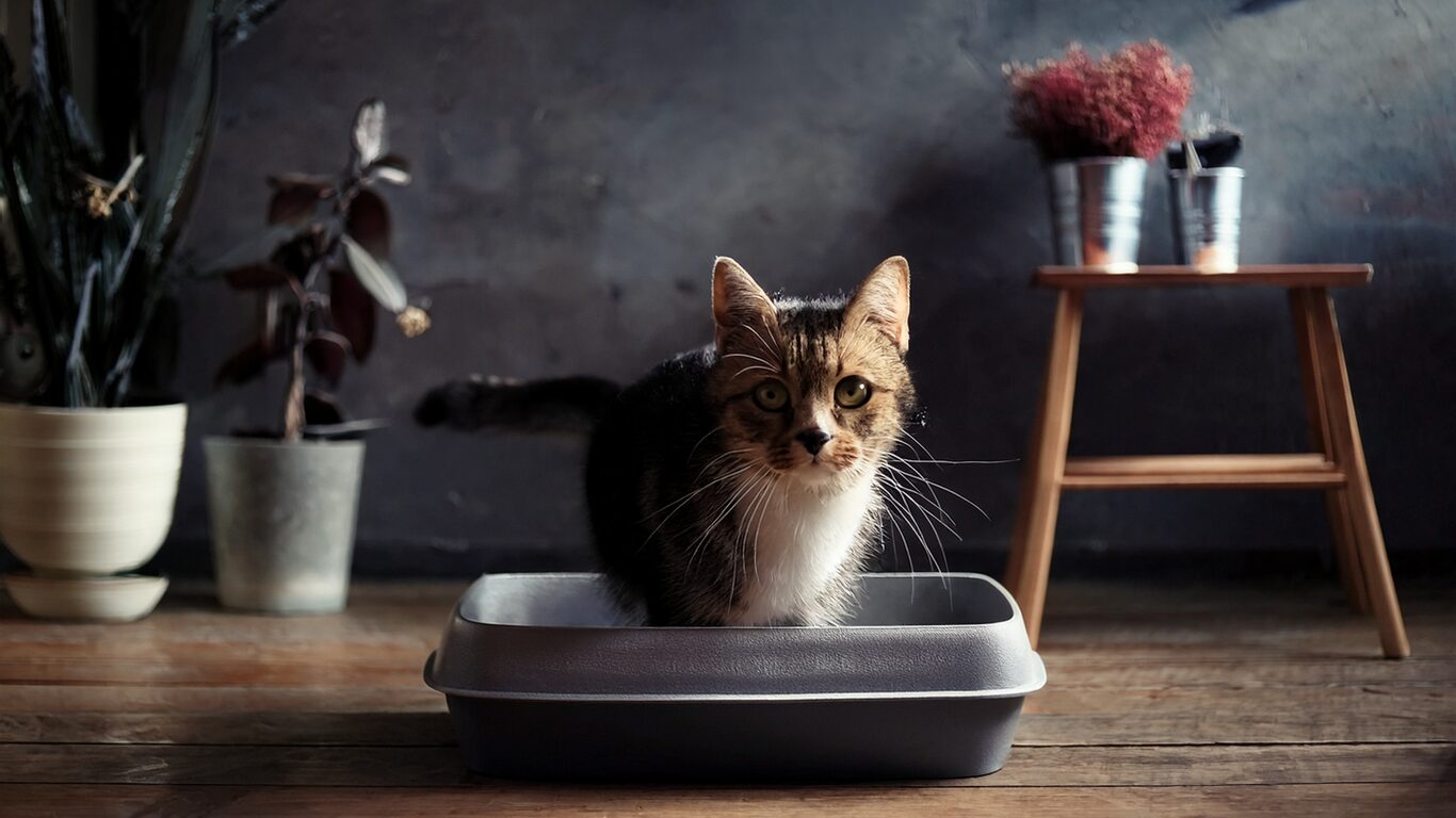 リビングに置かれた猫トイレを使おうとする猫
