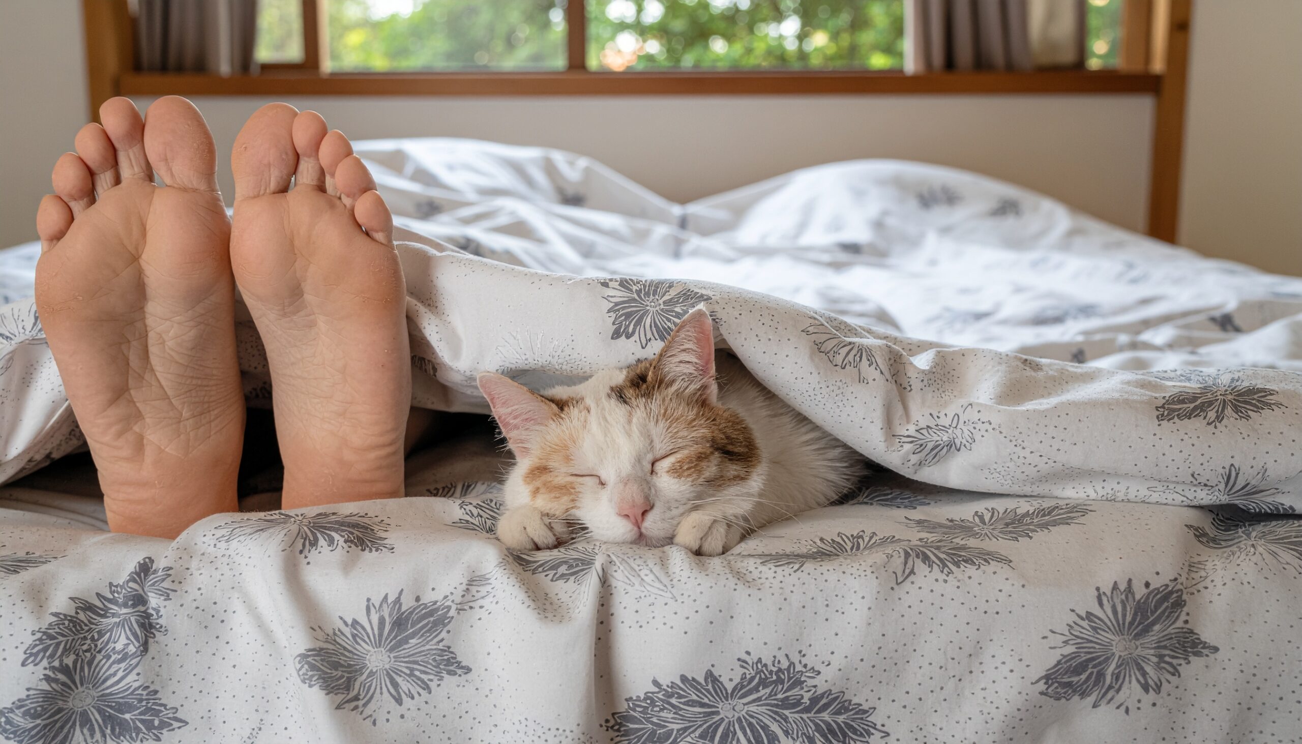 ベッドで飼い主の足元で安心して眠る三毛猫。猫が寝る位置に込められたスピリチュアルなメッセージと、飼い主を守る役割を象徴する一枚。