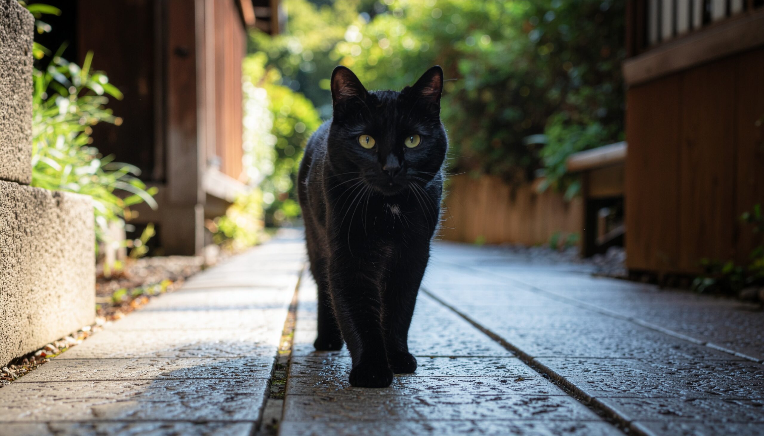 黒猫が小道を歩いている様子｜風水で厄除けと幸運を象徴する存在