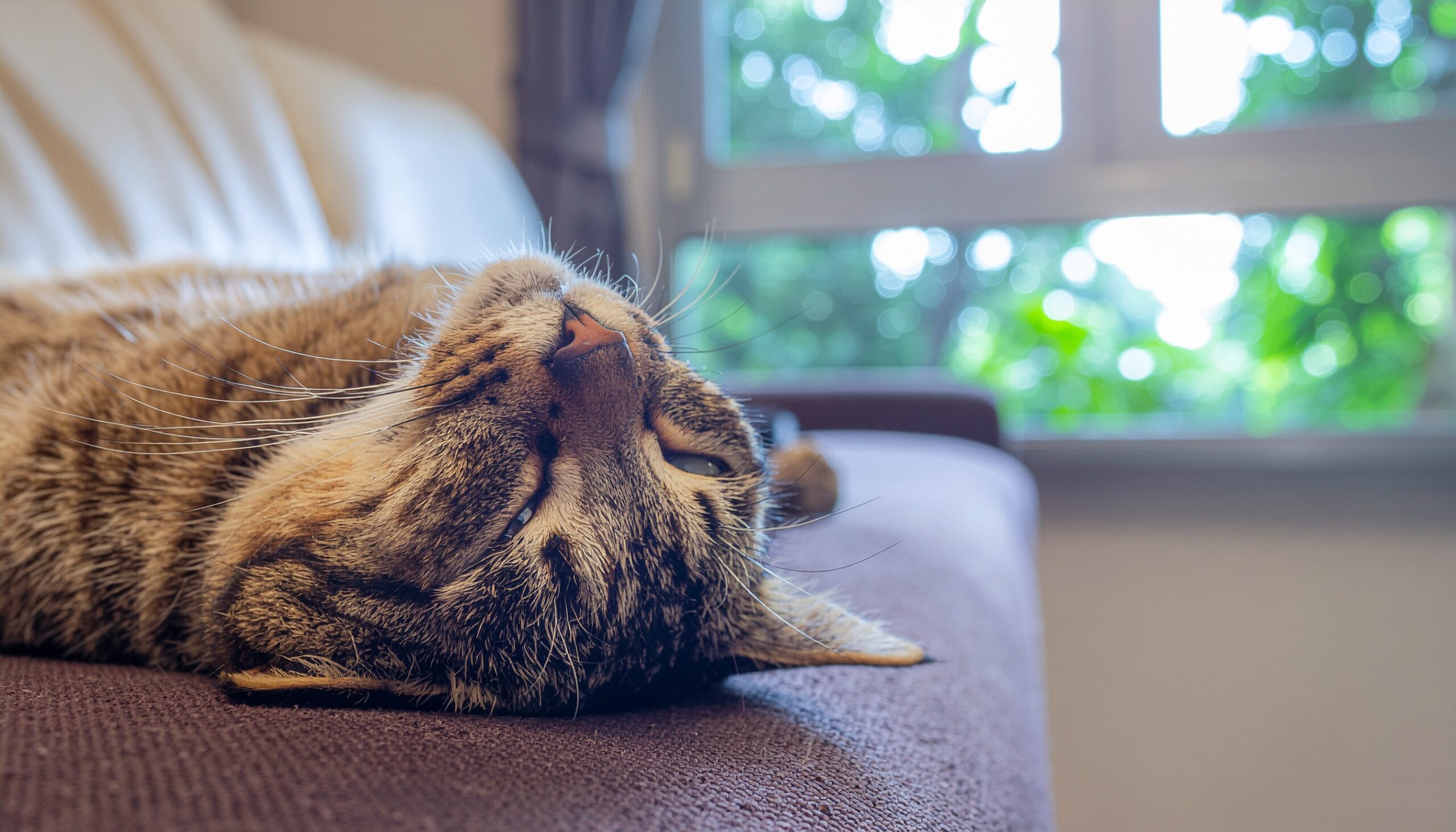 ソファで仰向けになり、お腹を見せてリラックスする猫。飼い主への深い信頼と、その空間が安全であることを示すスピリチュアルなサインを表現。