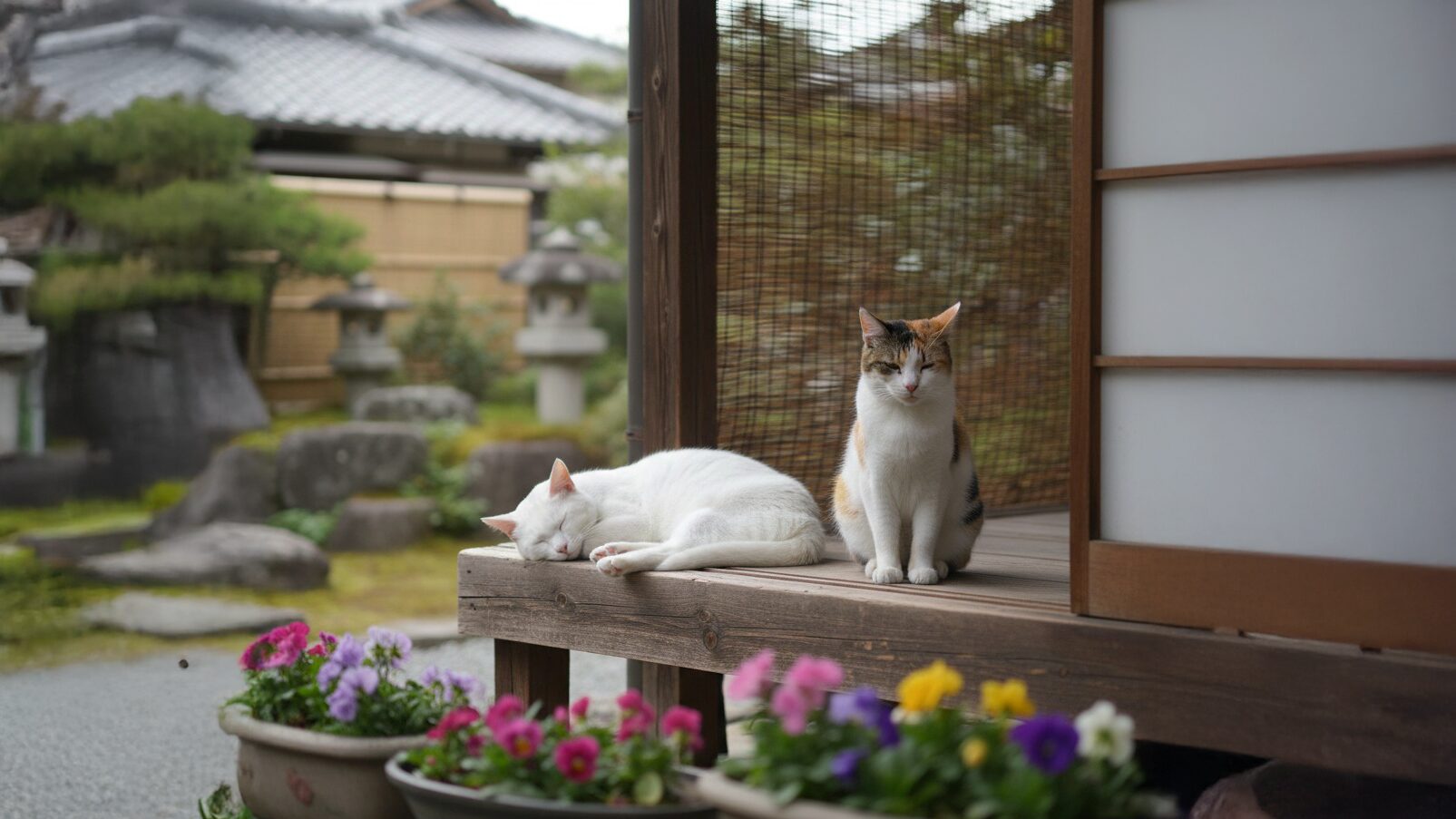 縁側でくつろぐ白猫と三毛猫｜風水で幸運を呼ぶ縁起の良い存在