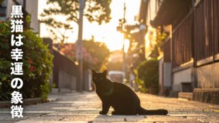 【黒猫との出会いは幸運のチャンス】スピリチュアルな力を活かす開運アクション&アイテム！ 