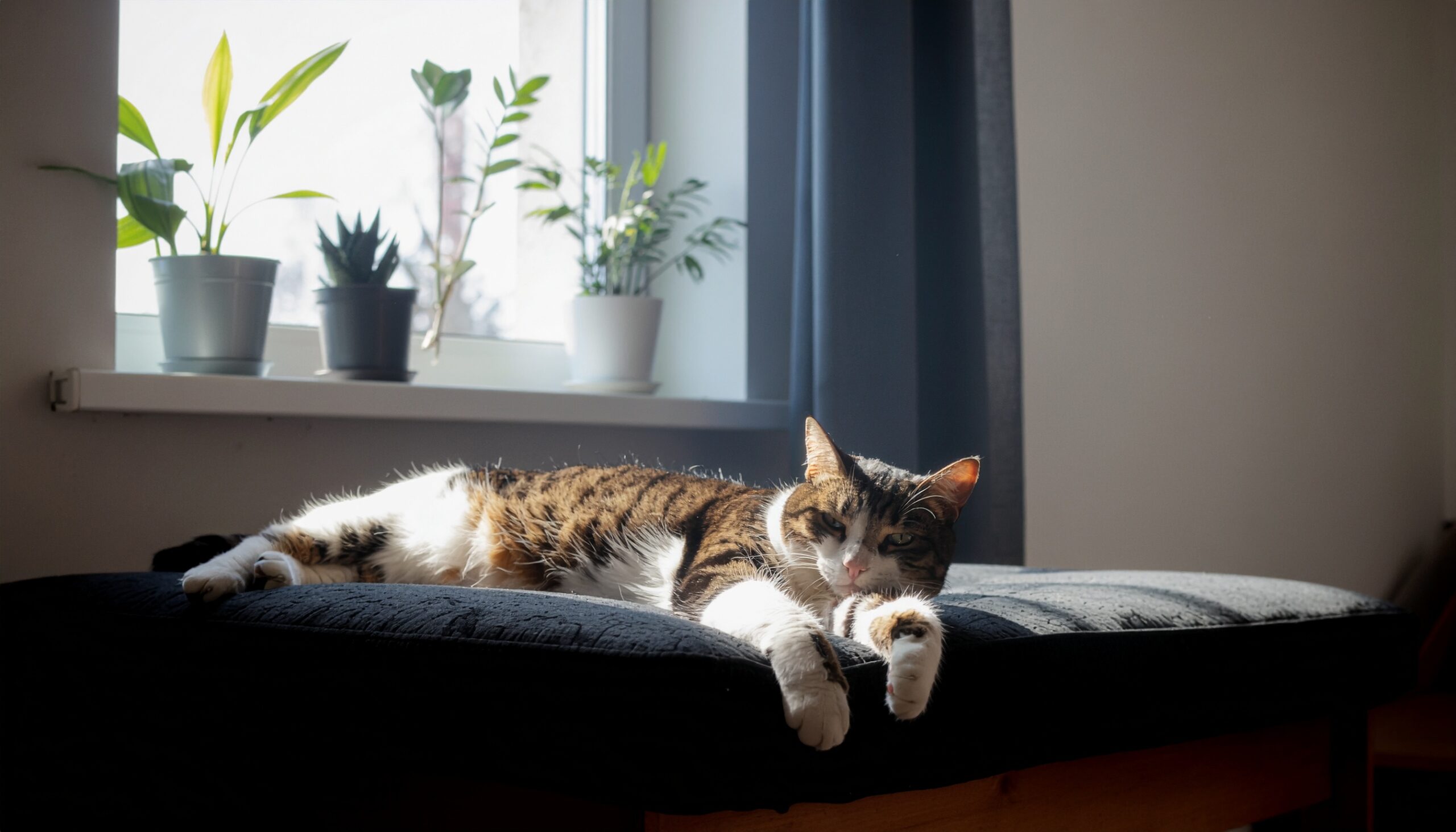 日当たりの良い室内でリラックスし、飼い主を見つめるトラ猫。猫の行動が示すスピリチュアルなサインと癒やしの効果を表現。