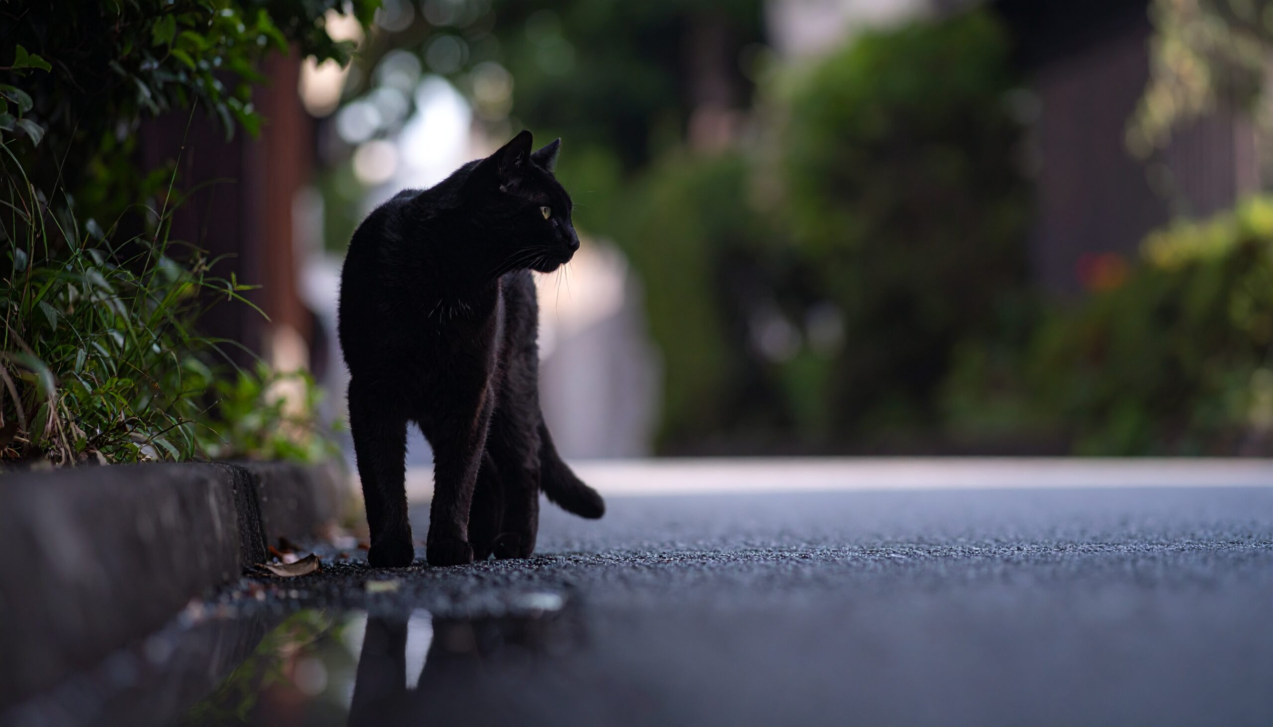 黒猫は幸運の象徴｜スピリチュアルと歴史に込められた意味