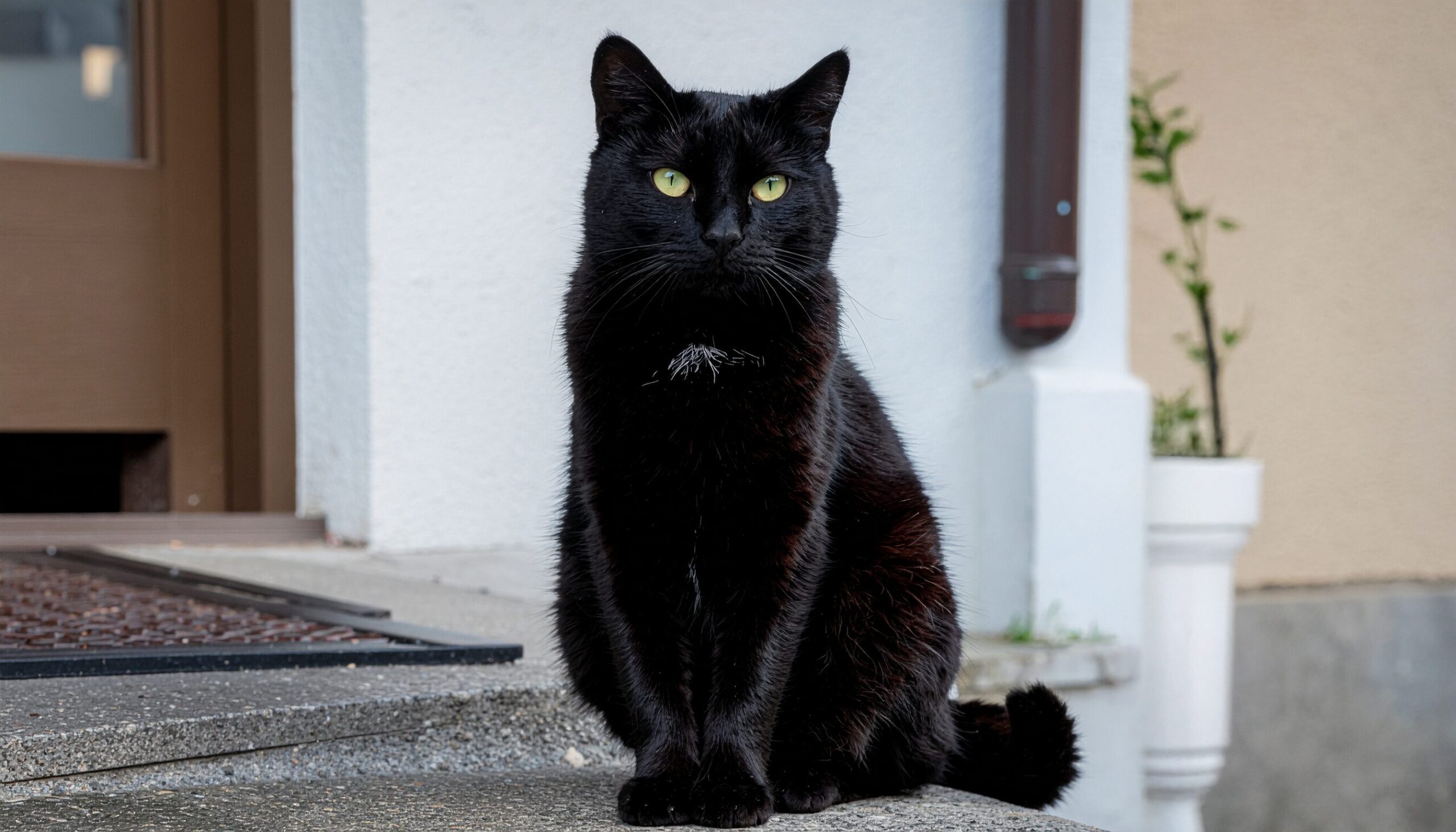 黒猫が玄関に現れる意味｜家庭円満と幸運を運ぶスピリチュアルサイン