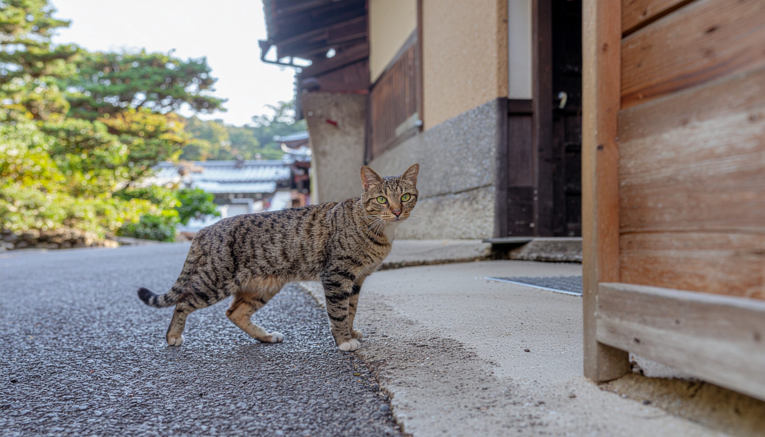 日本家屋の前を横切る猫｜風水で幸運や変化を知らせるサイン