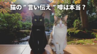 【黒猫は福猫？】猫にまつわる言い伝えのウソホントを風水で徹底解説！ 