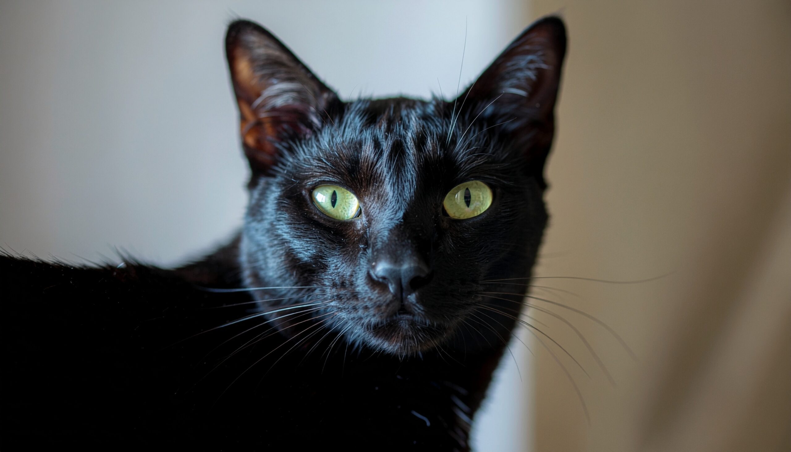 カメラ目線でこちらを見つめる黒猫のアップ。目が合うことは直感や霊的な感覚が高まり、幸運の訪れを示すサインとされる。