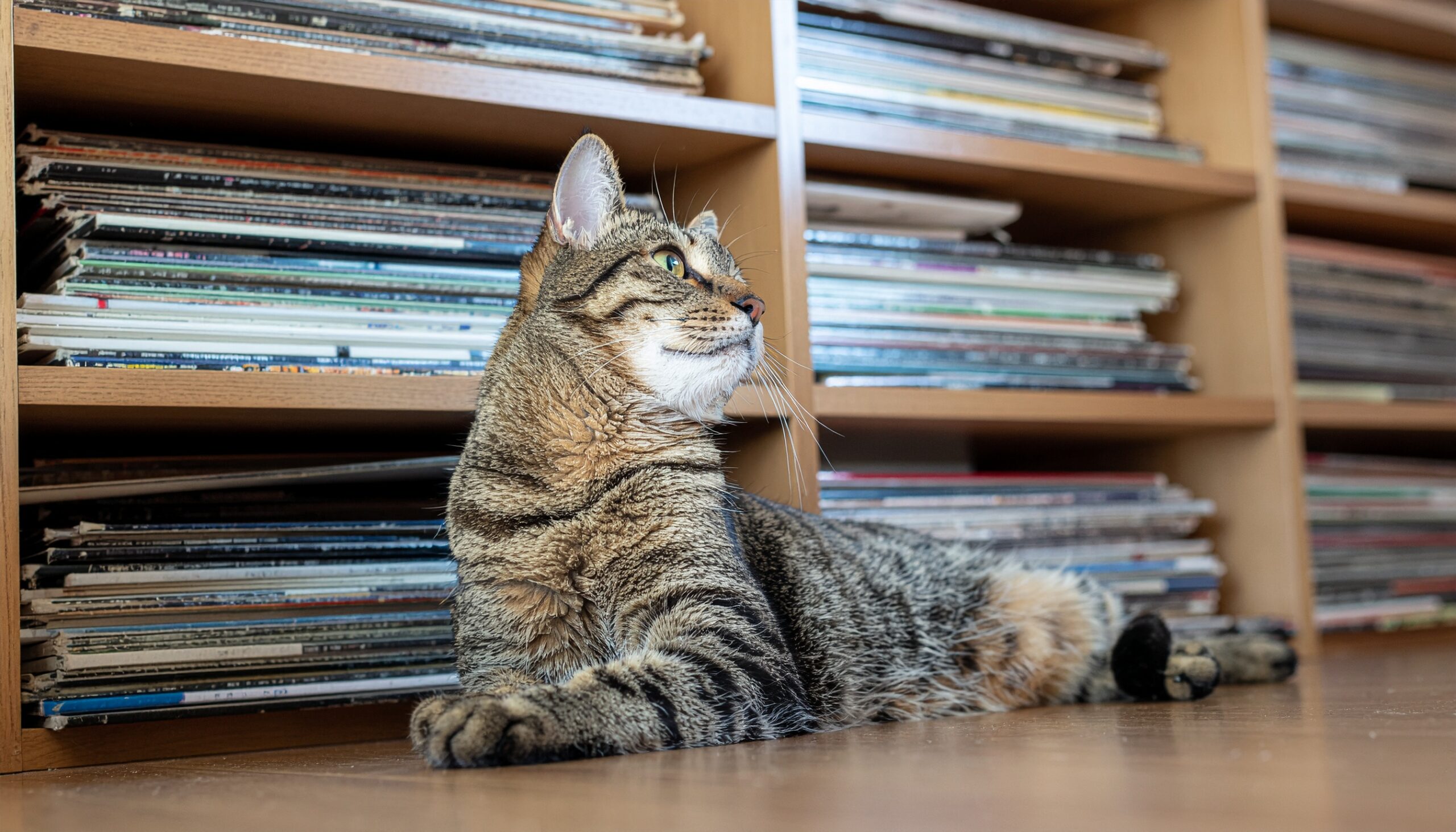 レコード棚の前で穏やかにくつろぐキジトラ猫
