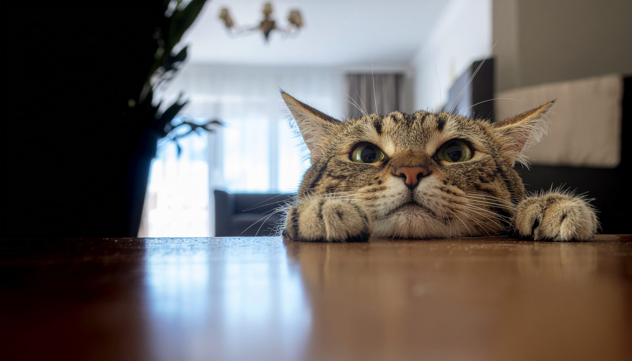 テーブルから顔を出して外をうかがう猫。外の世界に興味を示している様子