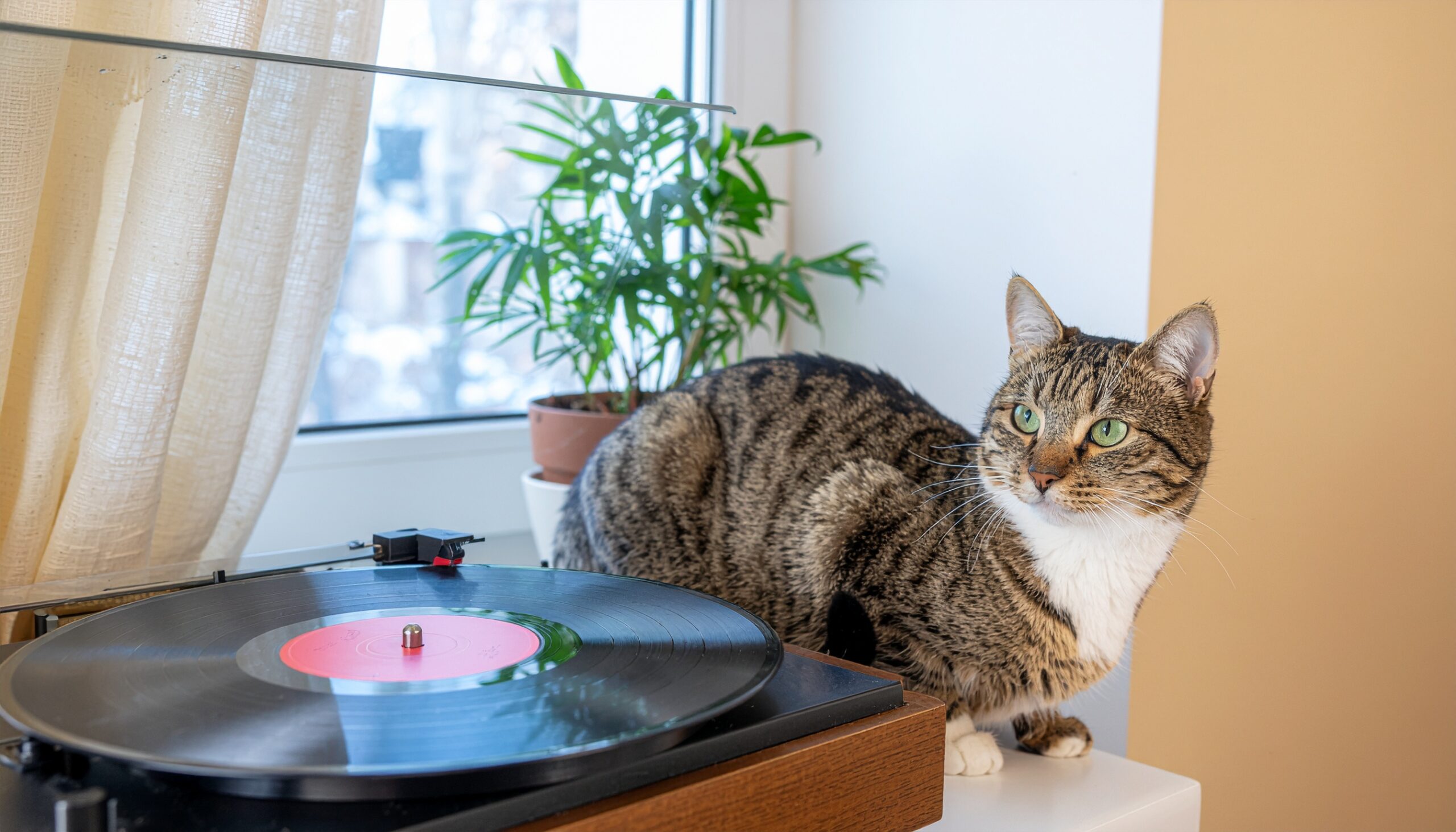 猫が窓際でレコードプレーヤーの横に座っている
