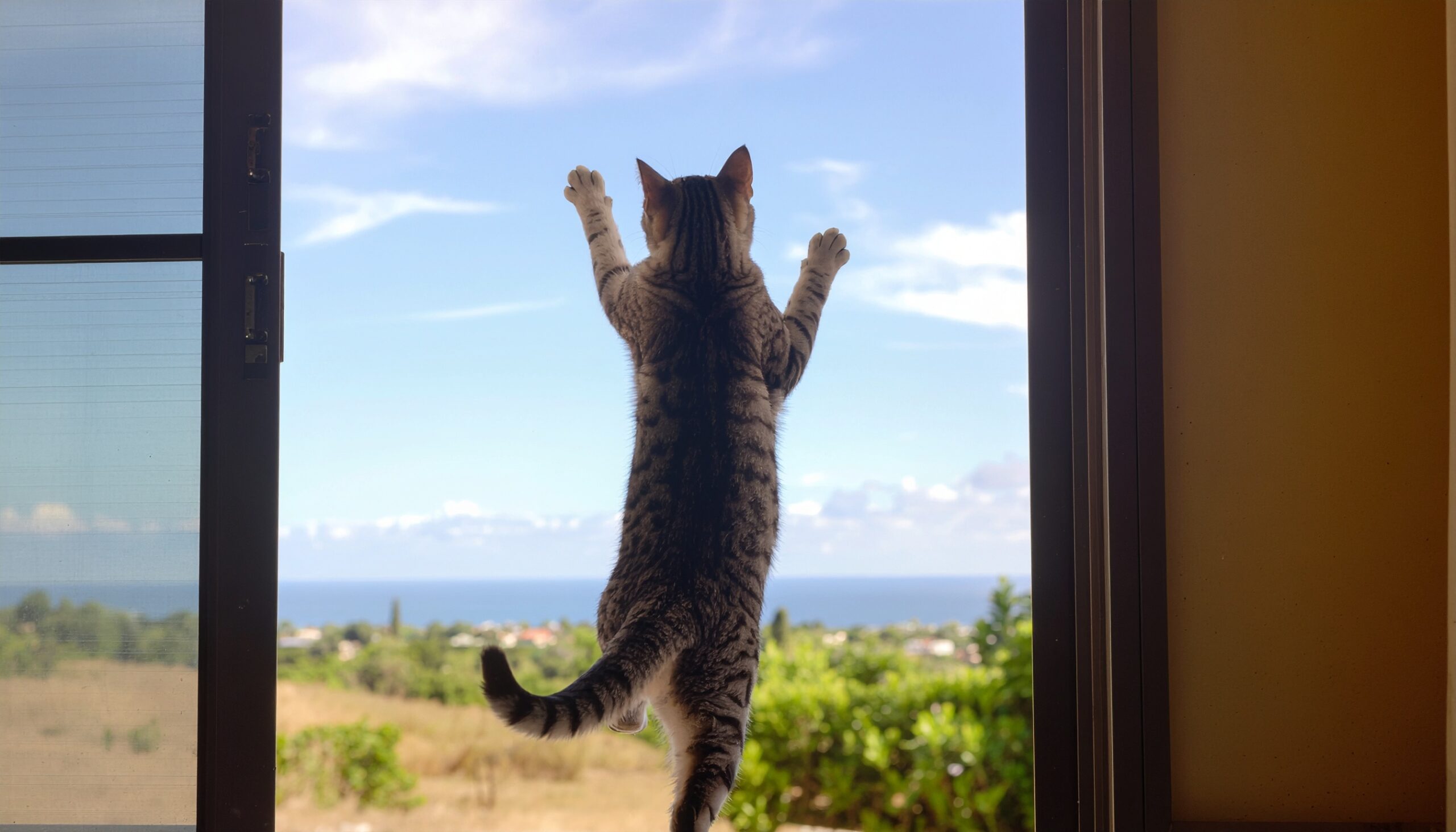 網戸に前足をかけて外に出ようとする猫