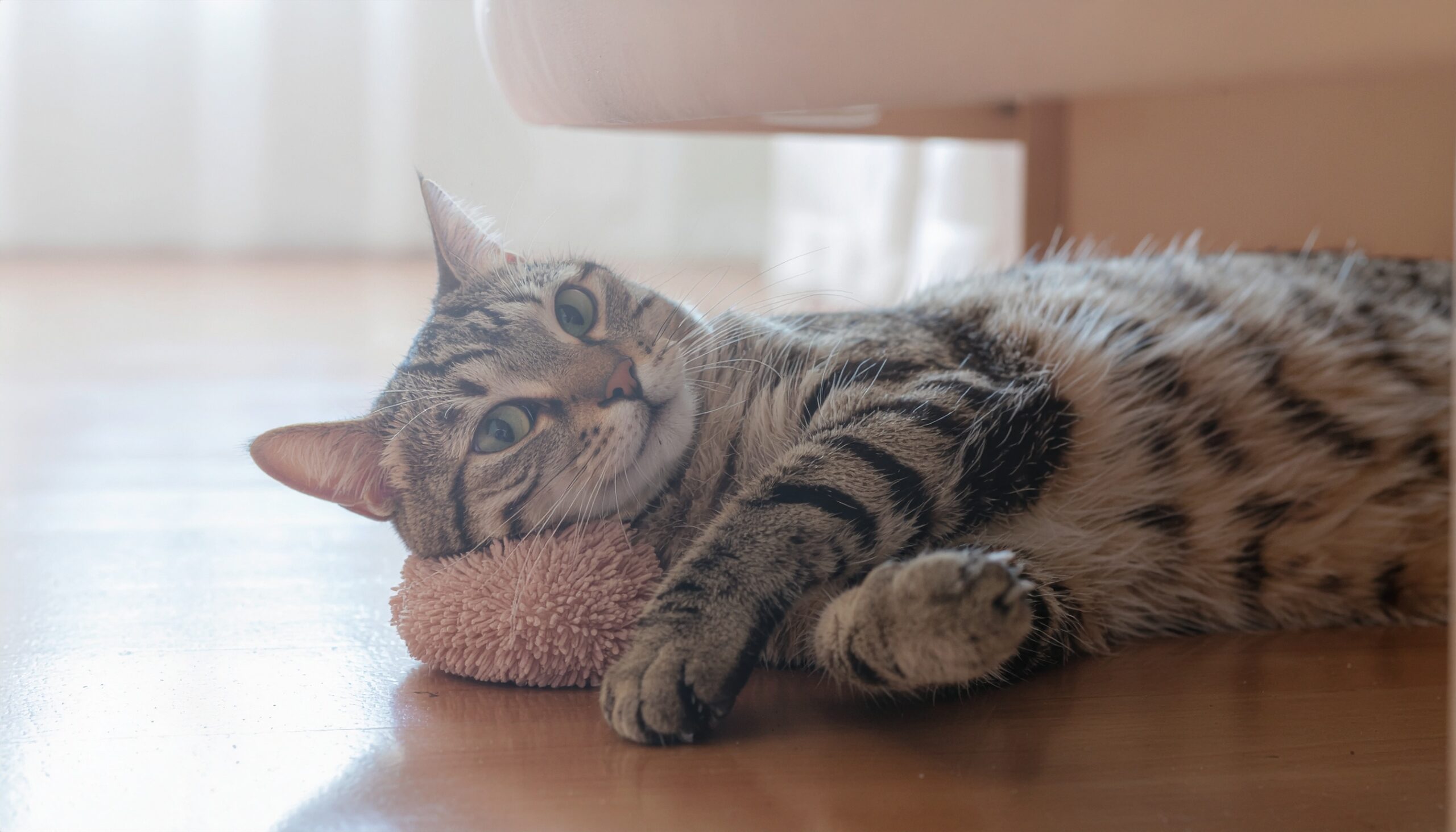 ピンクのボールを前足で押さえ、いたずらっぽい表情をする猫