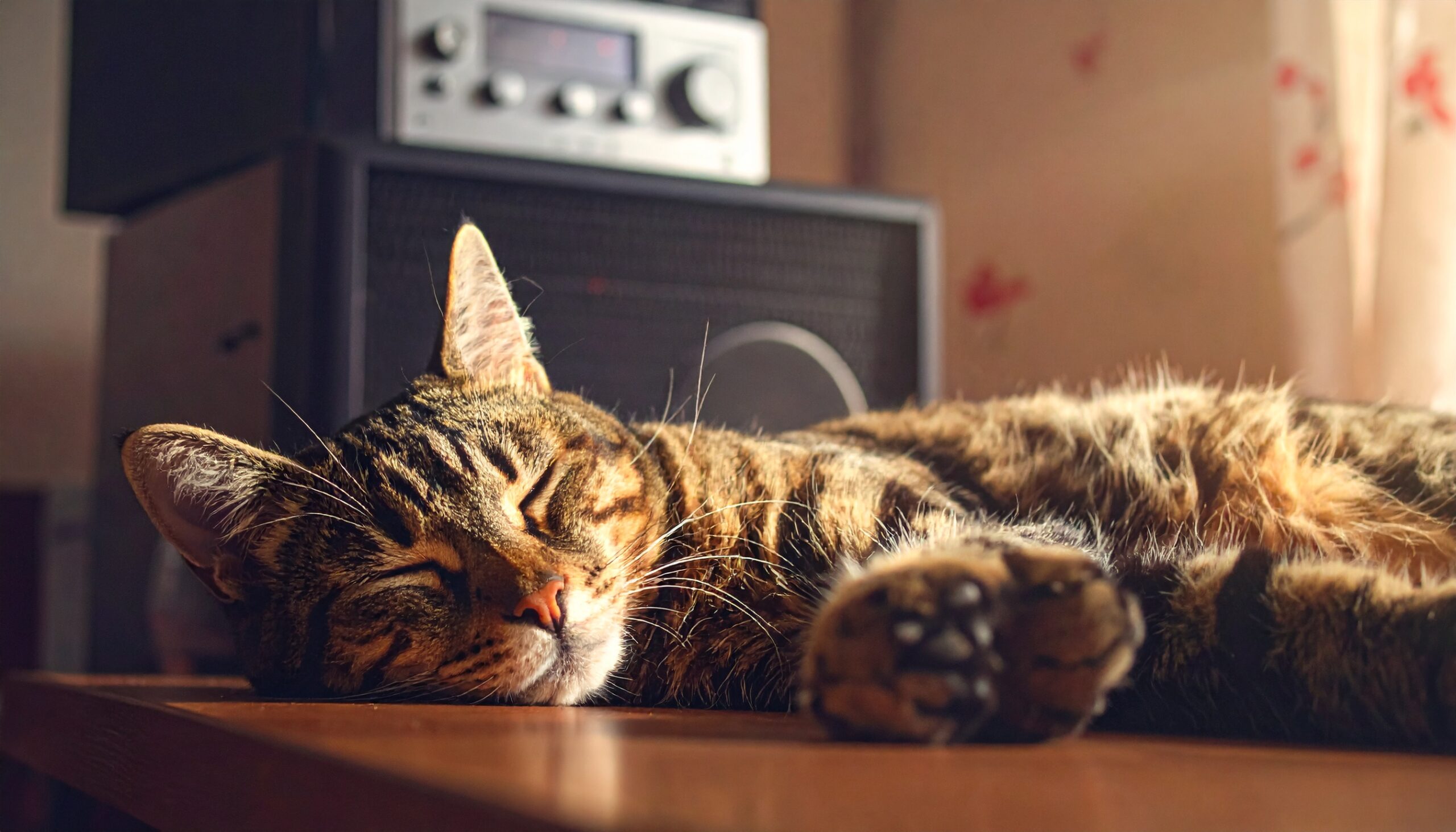 スピーカーの前で気持ち良さそうに眠っている猫のクローズアップ