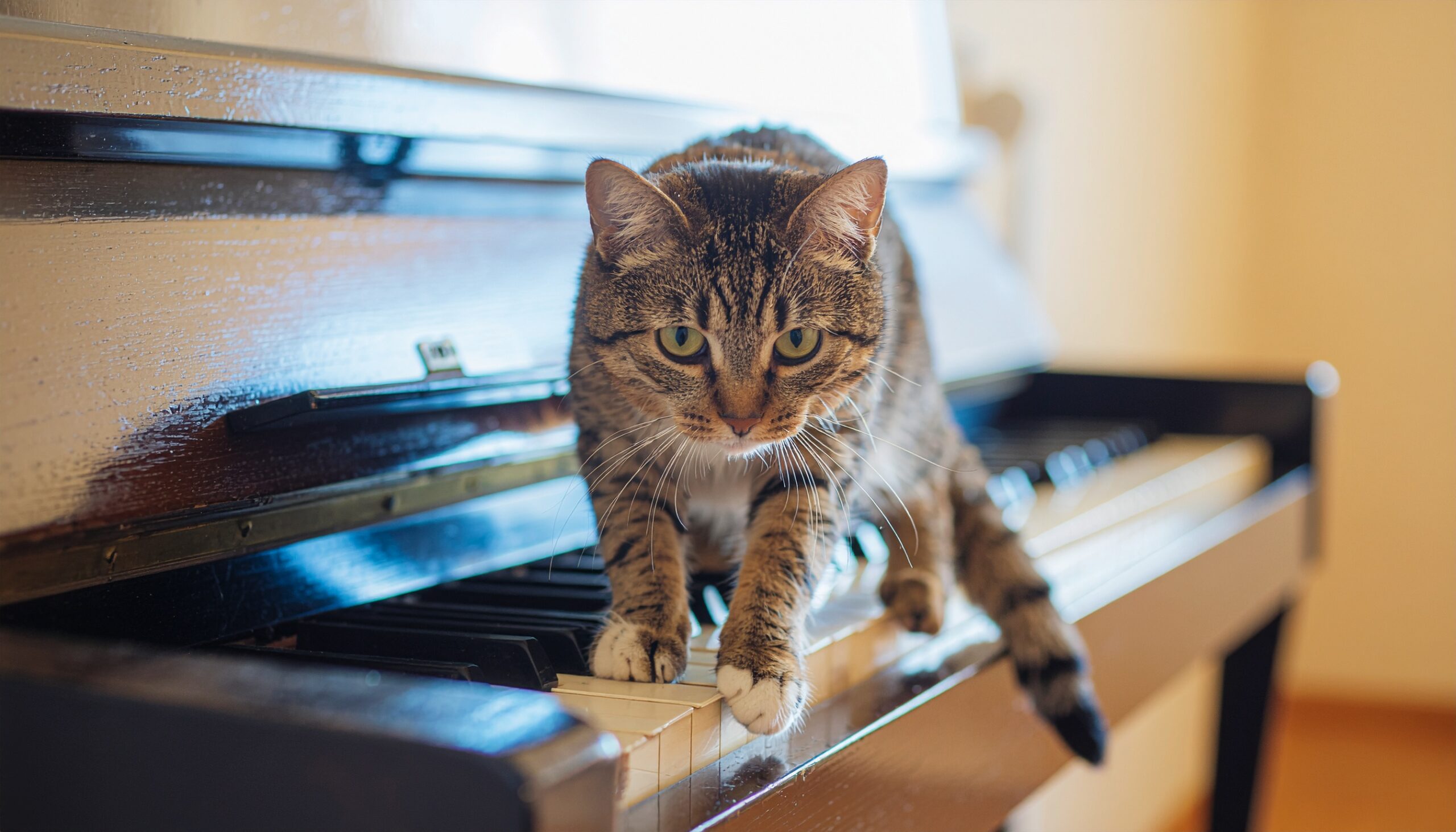 猫がピアノの鍵盤の上を歩いている