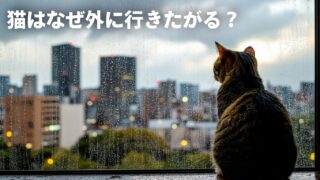 【猫が外に出たがる理由】徹底解説｜ストレスも脱走も防ぐ！おうち時間の作り方 