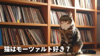 【科学で証明】猫はモーツァルト音楽が好き！？愛猫が喜ぶ楽曲選びと注意点 