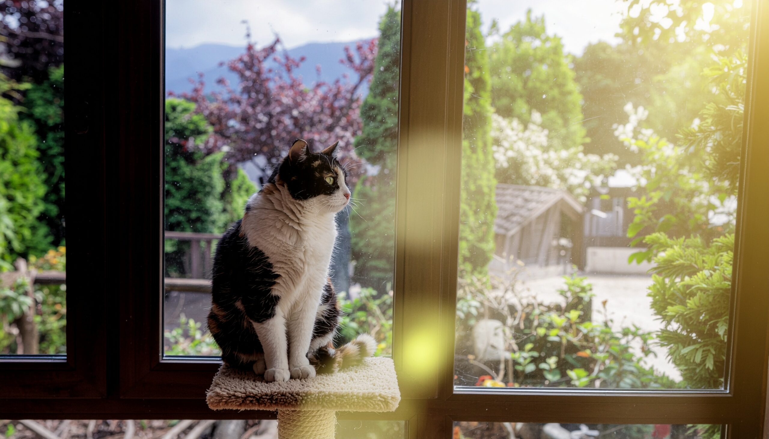 キャットタワーの上で外を眺める三毛猫。窓からの光が差し込み、穏やかな表情でくつろいでいる
