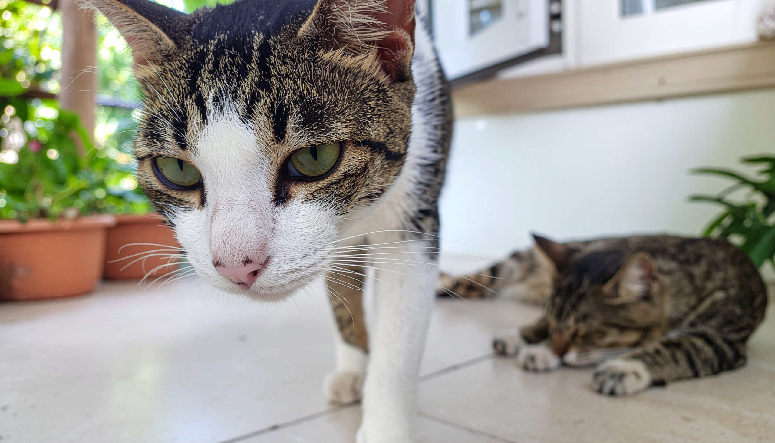 2匹の猫が室内におり、手前の一匹がこちらへ歩いてくる様子。奥の一匹は床でくつろいでいる。