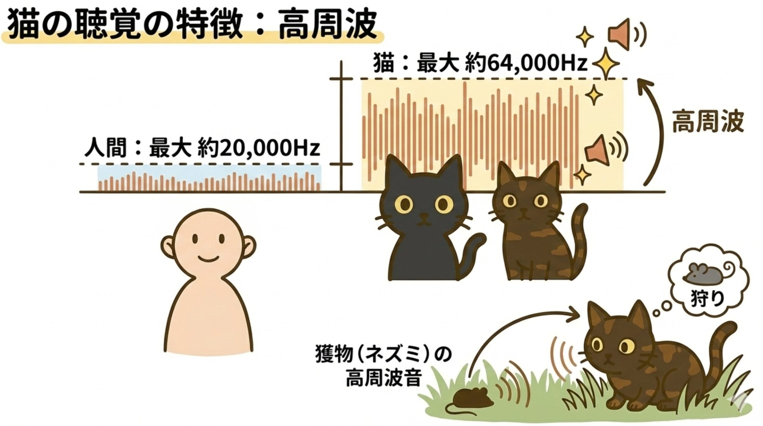 猫の可聴域（最大約64,000Hz）と人間（約20,000Hz）の比較と狩りの図解