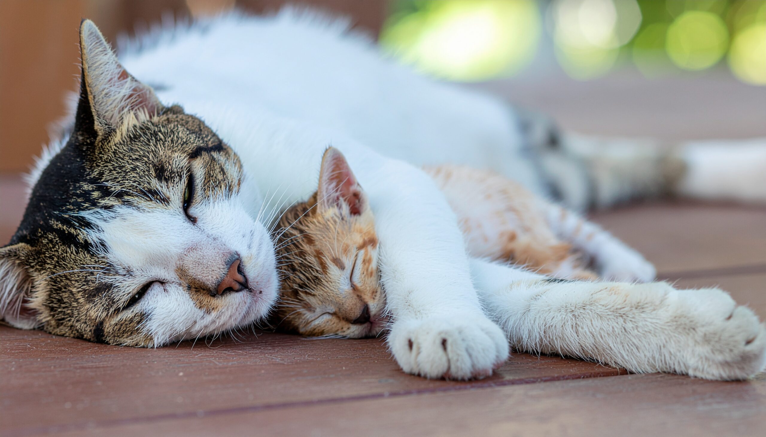 ウッドデッキで寄り添って安心して眠る親猫と子猫。猫は眠っている間も、その優れた聴覚で周囲の安全を常に確認している。