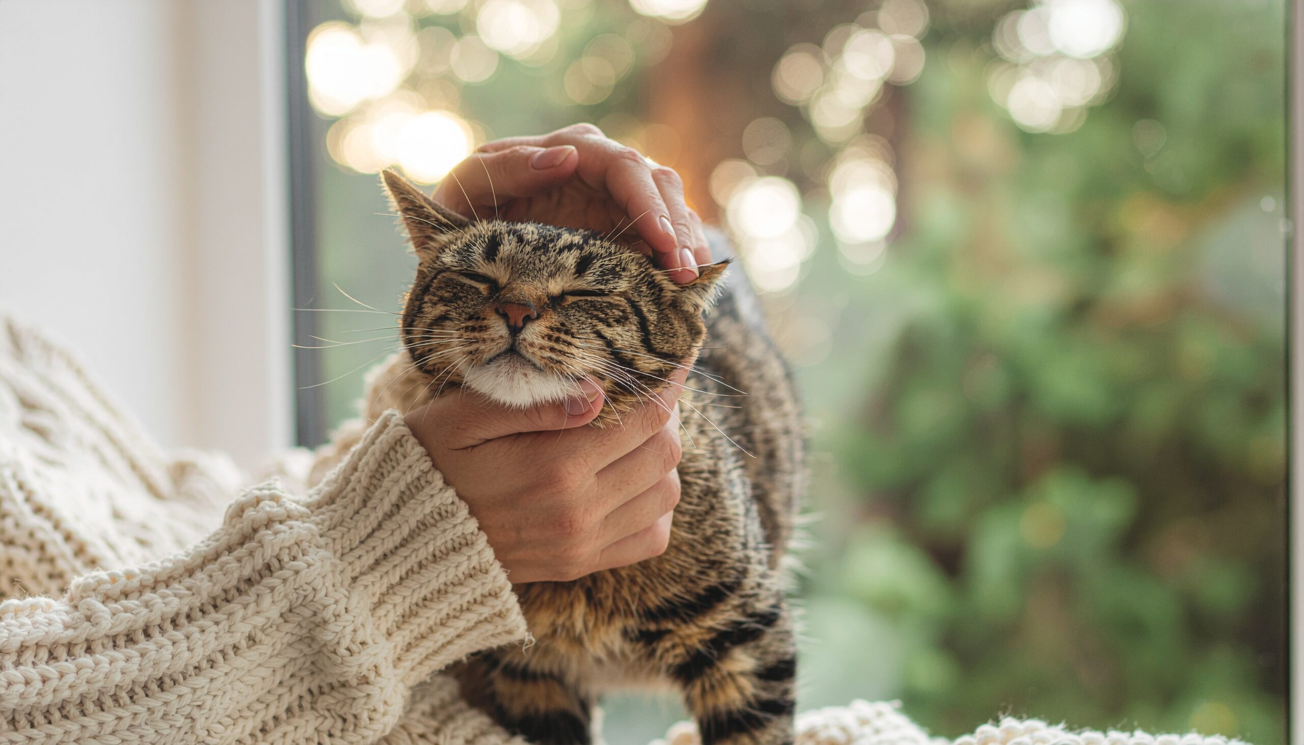 飼い主に優しく頭を撫でられ、目を細めてうっとりと安心しきった表情のキジトラ猫。猫と飼い主の深い信頼関係と、共に幸せに暮らす様子を象徴する画像。