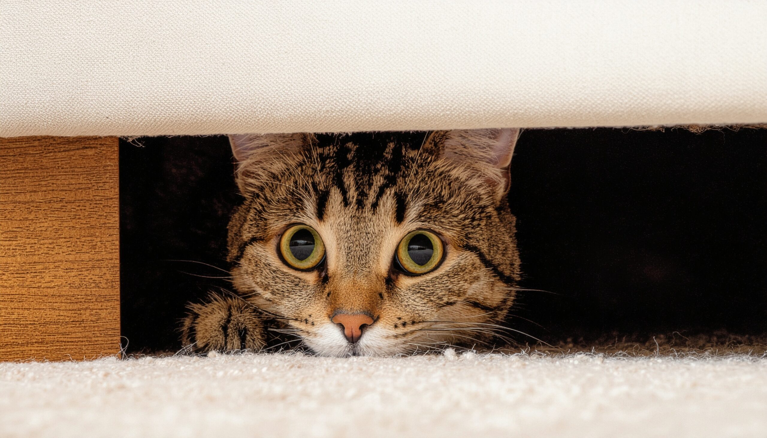 ソファーの下の暗い隙間に隠れ、雷や掃除機などの大きな音に怯え、まん丸な目で見つめるキジトラ猫。猫が本能的に恐怖を感じる音の例。