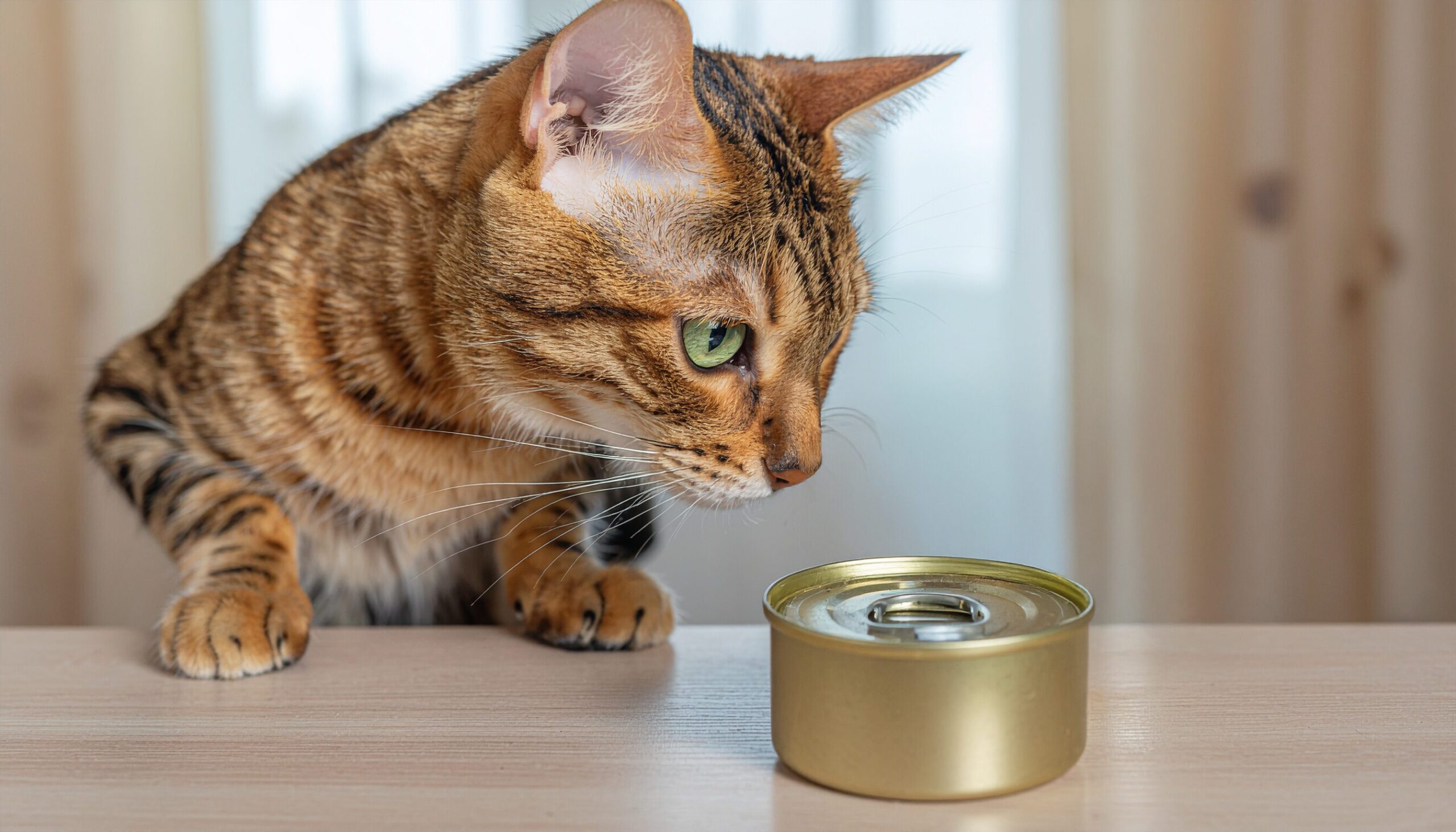 テーブルの上に置かれた未開封の小さなウェットフード缶を、ベンガル猫（またはヒョウ柄の猫）が緑色の目でじっと見つめている様子。