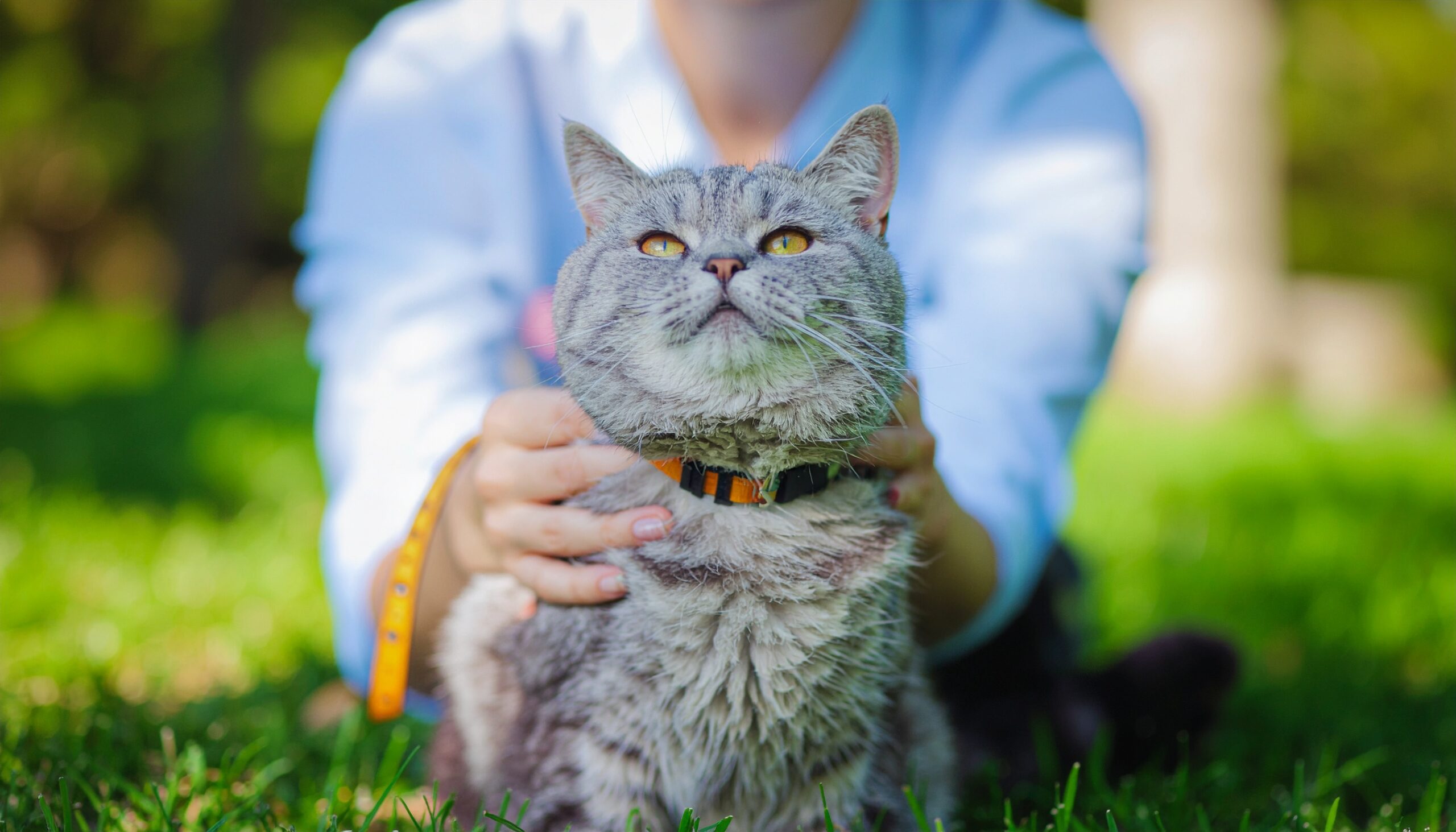 青々とした芝生の上で、飼い主の手に優しく包まれ、空を見上げているようなブリティッシュショートヘアの猫（または灰色の短毛猫）。飼い主と猫の絆を表す写真。