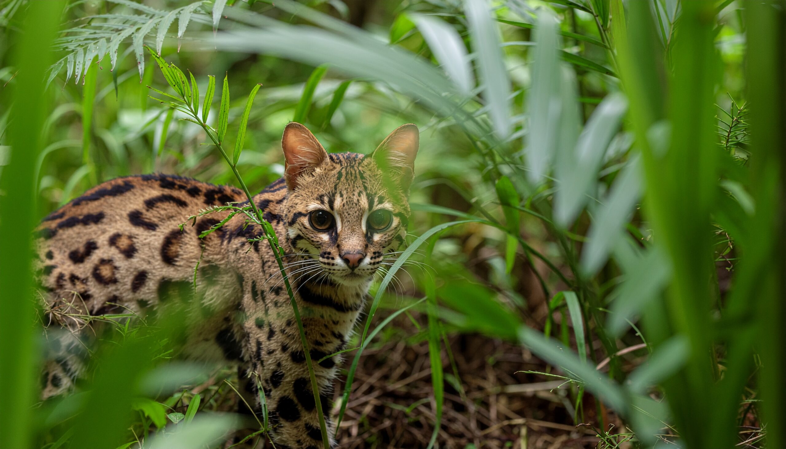 草むらの中で獲物の立てる微かな音に集中し、耳を立てて狙いを定める猫。猫の優れた聴覚能力を象徴している。
