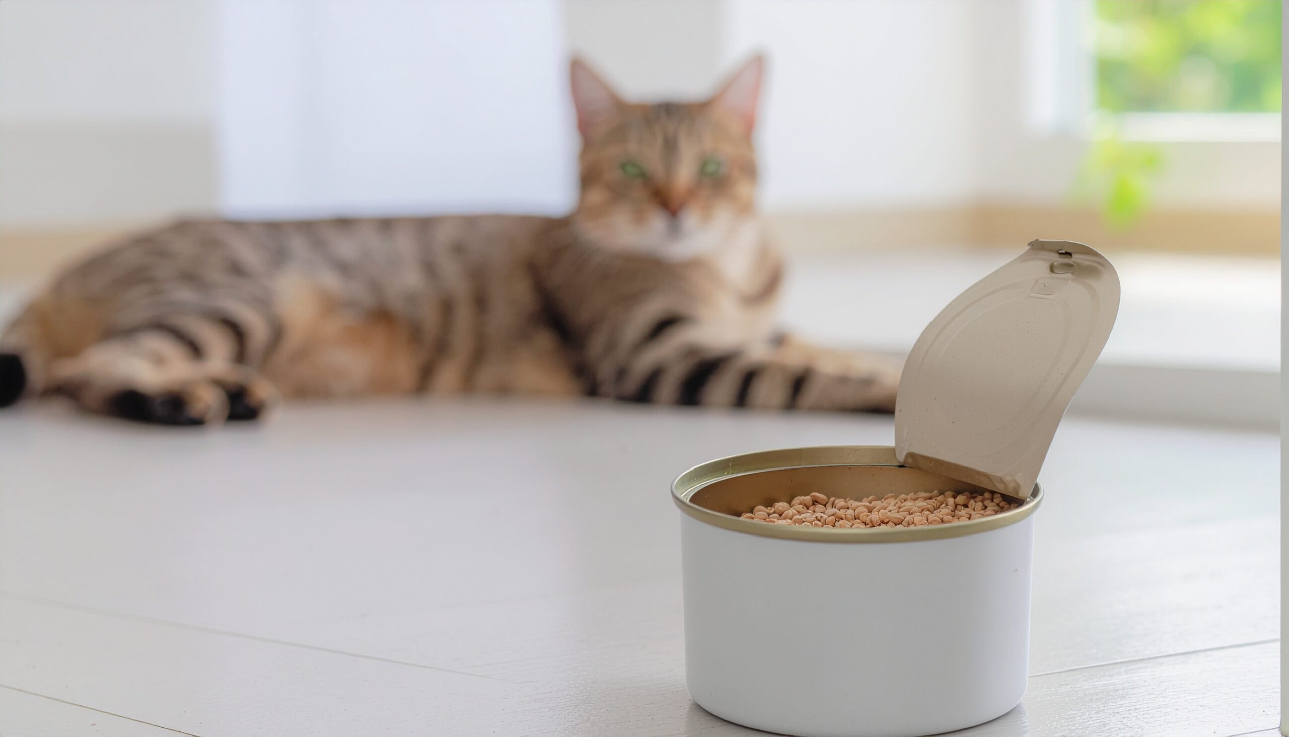 白っぽい床の手前に開いた猫缶があり、奥には焦点が合っていない猫が横になってこちらを見ている写真。市販のウェットフードと猫を示すイメージ。