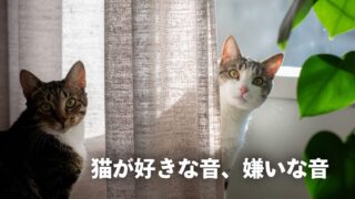 【猫が寄ってくる音】の秘密！なぜ反応？聴覚の謎と好かれるコツ 