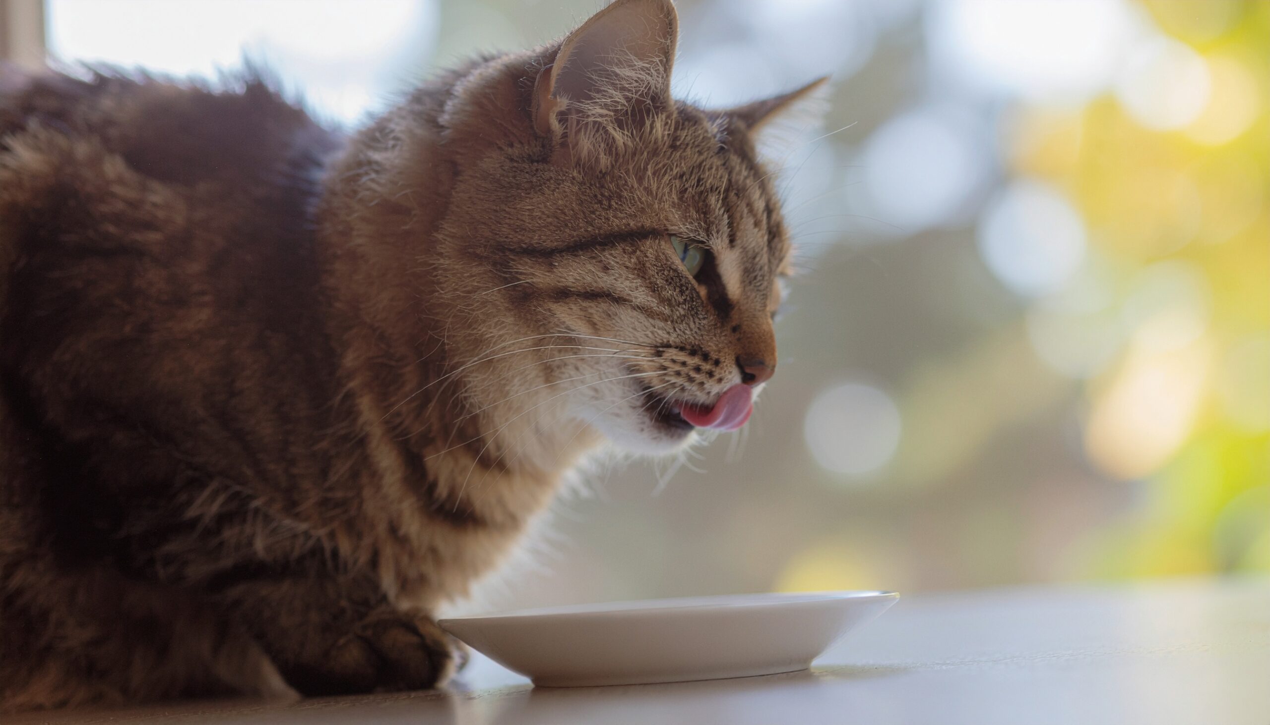 安全なウェットフードを食べ終わり、満足そうにお皿を舐める猫。食いつきが抜群。