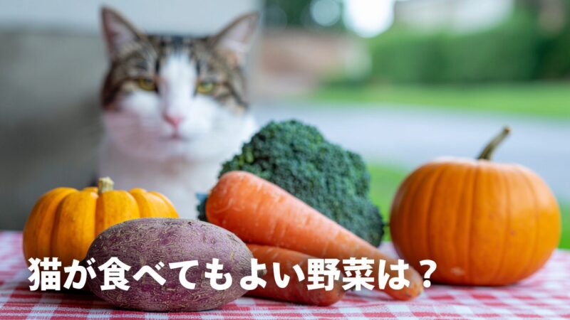 猫が食べてもいい野菜って何？安全な野菜と危険な野菜10選｜適量も解説！ 
