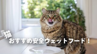 20歳を目指す猫へ！安全でおすすめなウェットフード4選｜無添加・食いつき比較 