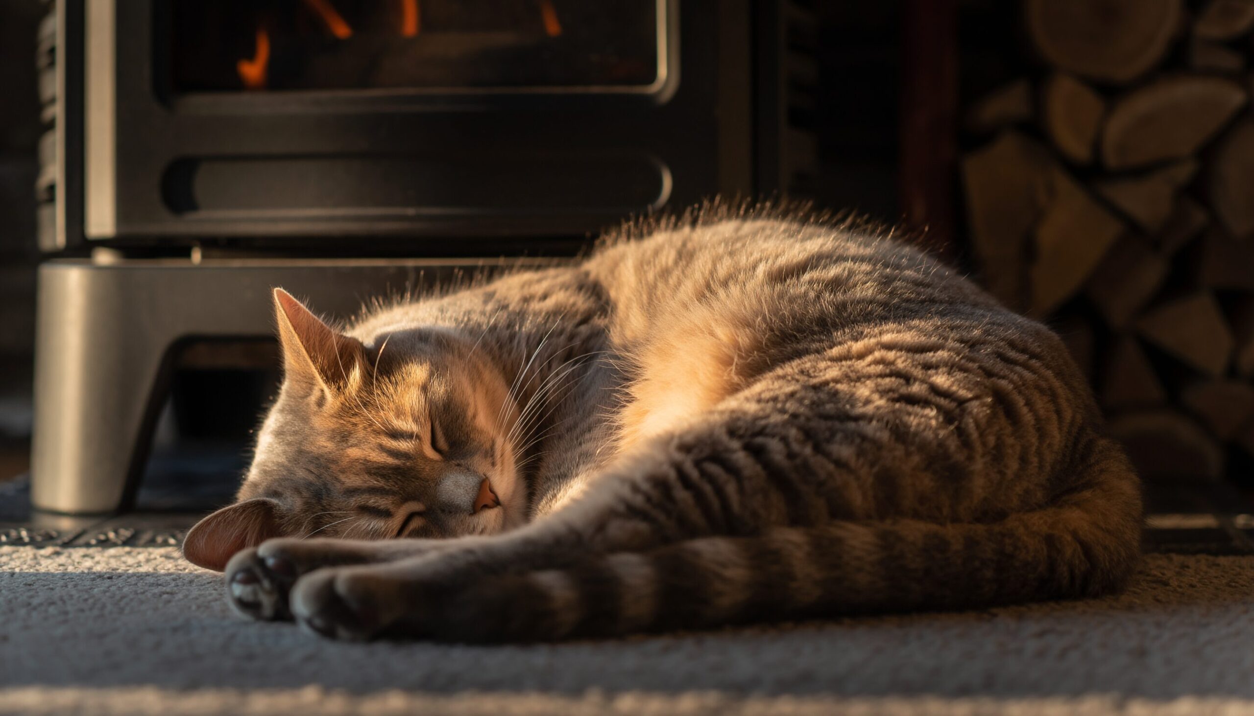 ご提示いただいた記事のまとめ部分(「愛猫の健康と未来」「最高の冬のプレゼント」)と、ストーブの前で気持ちよさそうに眠っている猫の画像に合わせて作成しました。
読者が記事を読み終えた後に、温かい気持ちになれるような設定にしています。
1. 代替テキスト
暖かいストーブの前のラグの上で、丸まって熟睡している猫のアップ