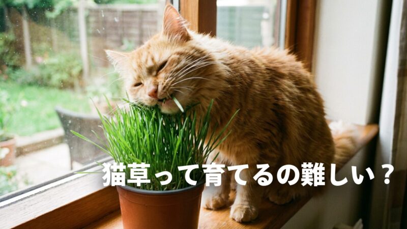 【初心者必見】猫草が必要な理由とは？失敗しない育て方で愛猫の健康を守る！ 