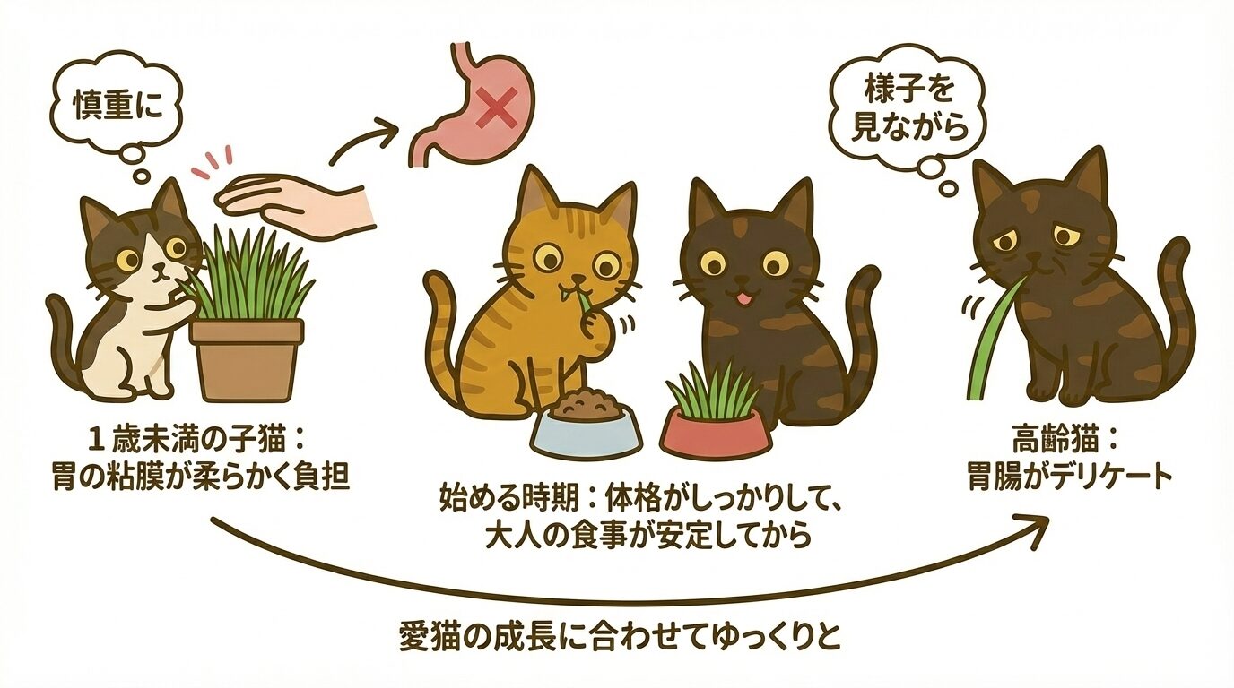 子猫や高齢猫への猫草の与え方と注意点・開始時期の目安を描いたイラスト