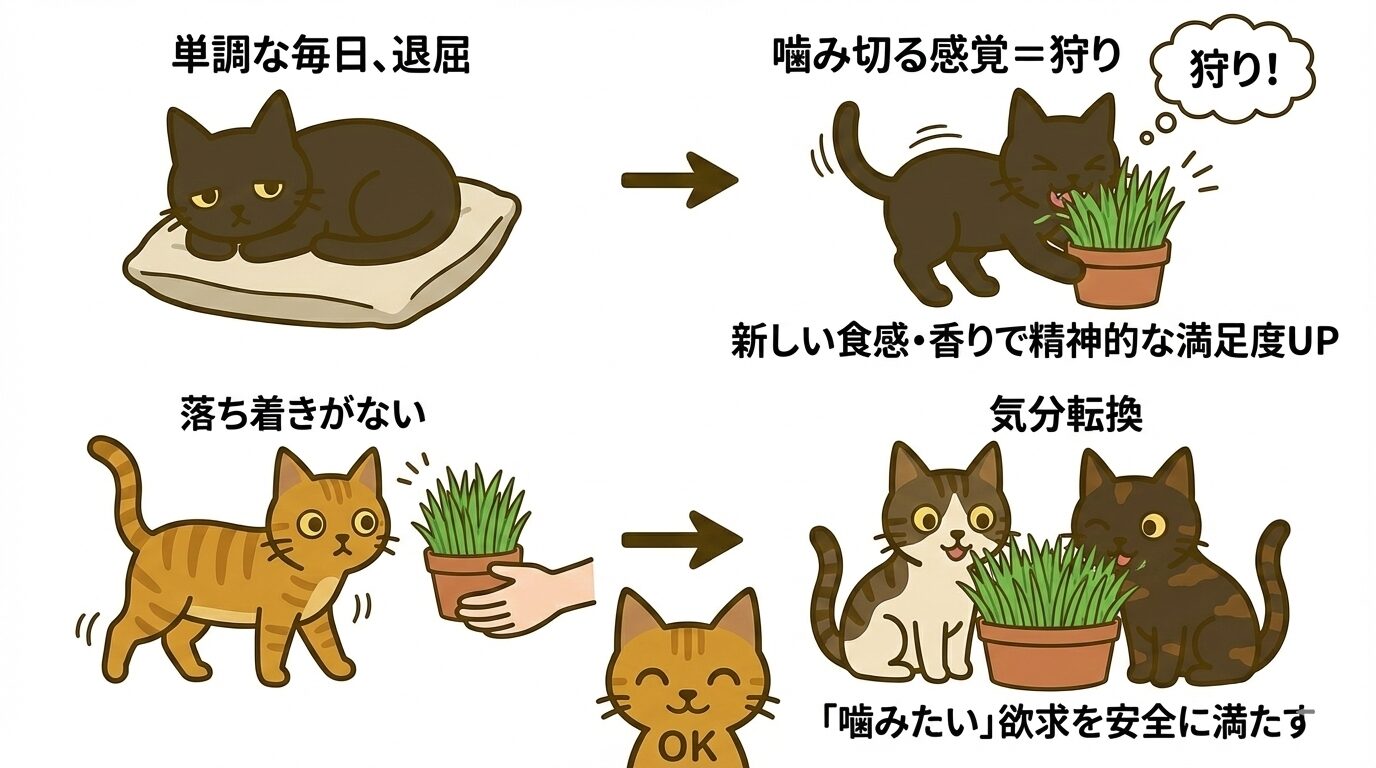 猫草を噛むことで狩猟本能を満たし、ストレス解消や気分転換になる様子を描いたイラスト
