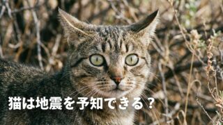 【愛猫を守る】猫の地震予知は迷信？不安な行動を見たら準備するべき3選 