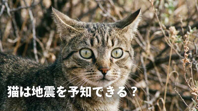 【愛猫を守る】猫の地震予知は迷信？不安な行動を見たら準備するべき3選