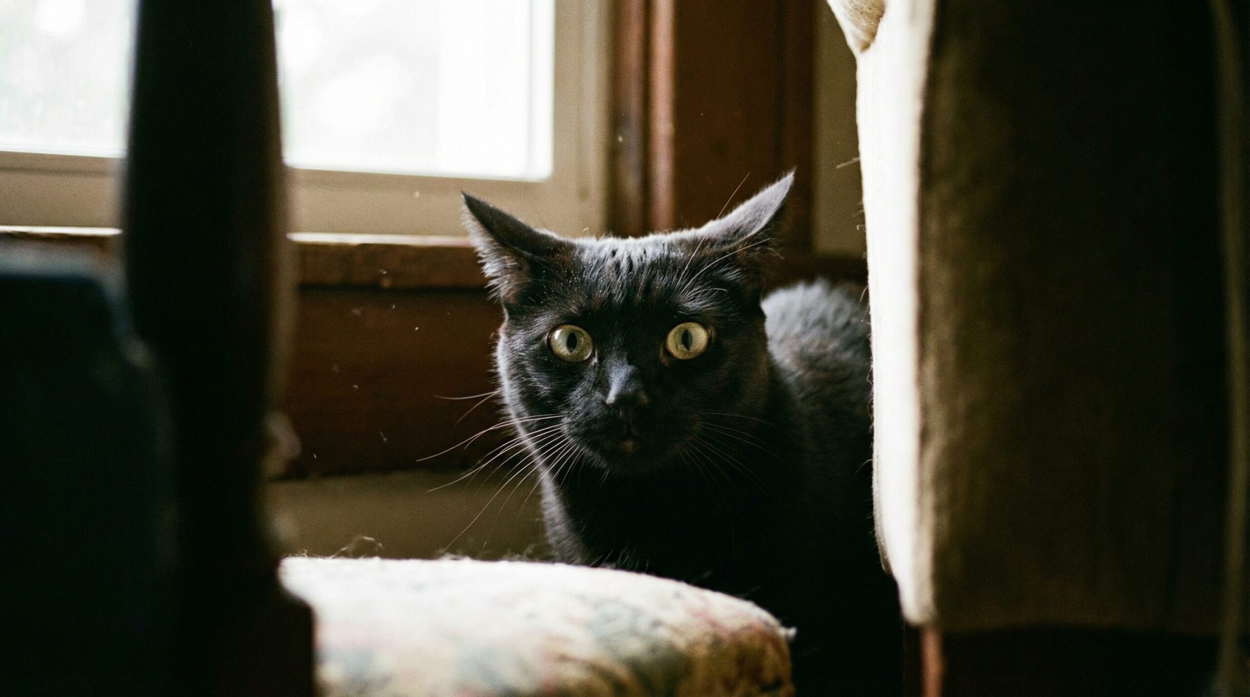 地震の前兆を感知し、耳を伏せて警戒する黒猫の表情
