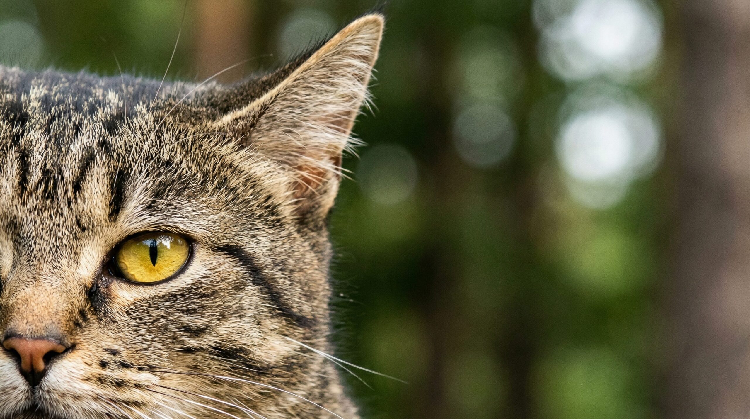 猫の耳と目のアップ。初期微動(P波)や地鳴りを聞き取っている表情