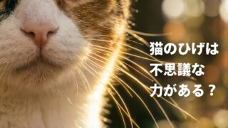 【開運】猫のひげはお守りになる！不安を消して未来を照らす世界の由来と活用法 