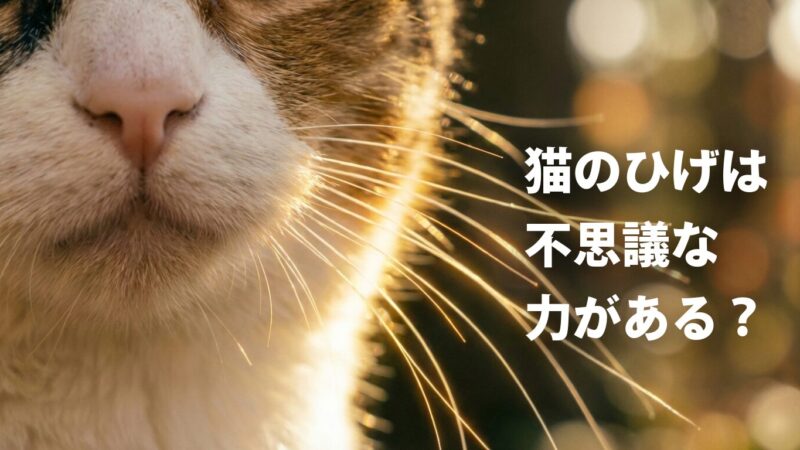 【開運】猫のひげはお守りになる！不安を消して未来を照らす世界の由来と活用法