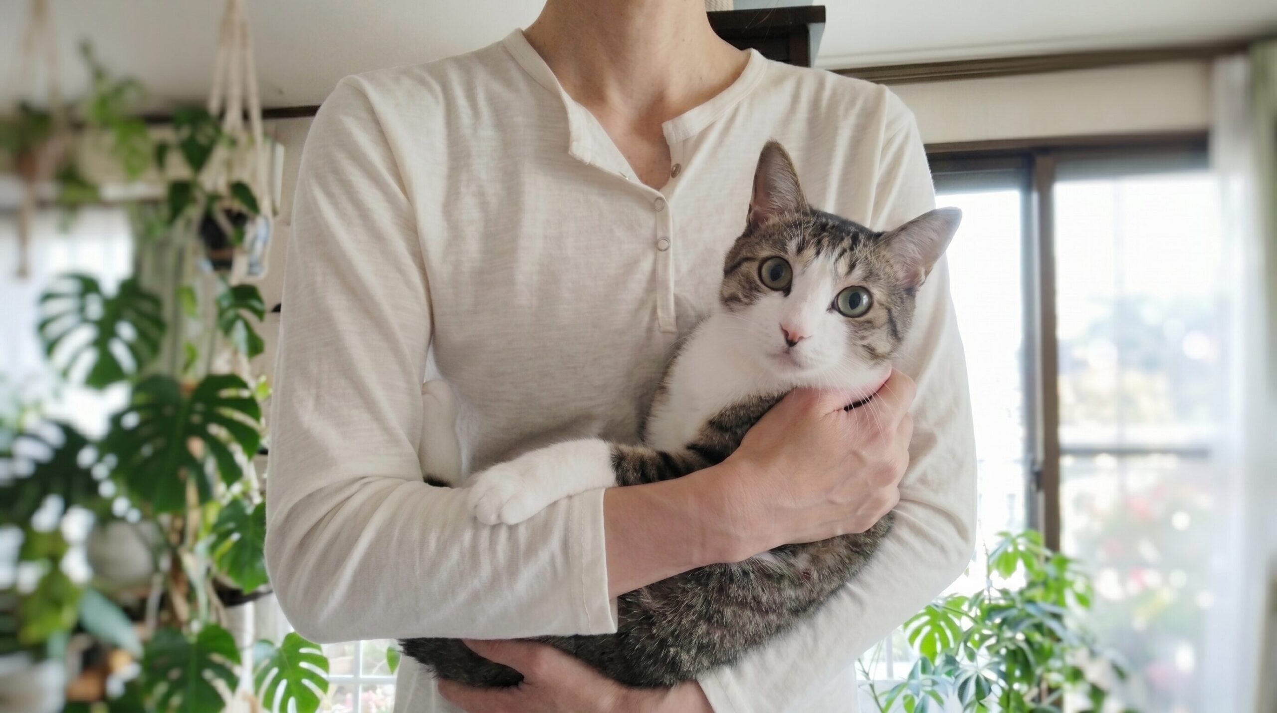 著者きょうこと猫たち
