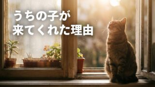 猫が飼い主を選ぶのは本当だった｜スピリチュアルと科学で読む魂の縁 