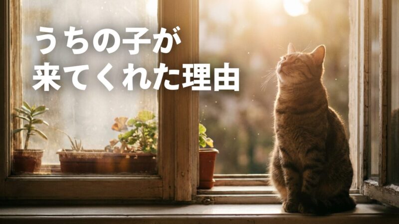 猫が飼い主を選ぶのは本当だった｜スピリチュアルと科学で読む魂の縁