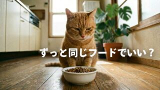 【猫に同じフードをずっと与えてもいい？】続けていい条件と見直しどきのサイン 